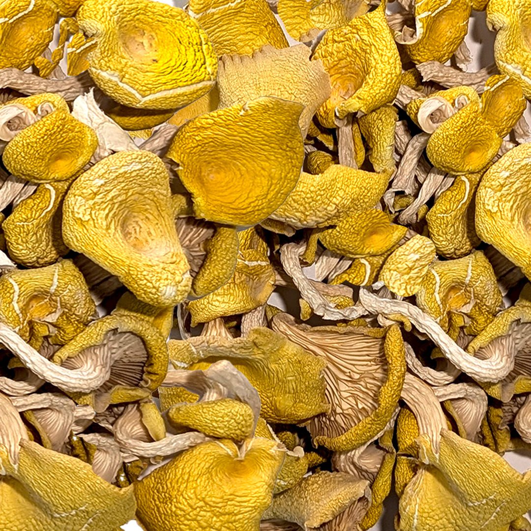 Dried Golden Oyster Mushrooms