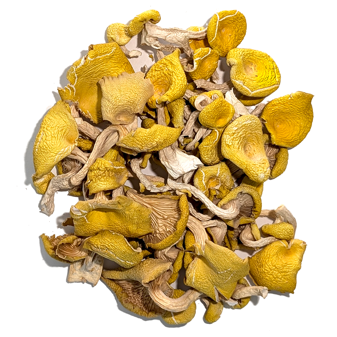 Dried Golden Oyster Mushrooms